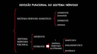 Neurofisiologia  Aula 3 Parte 1 Sistema nervoso autônomo [upl. by Bay308]