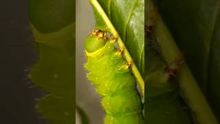 Why is Unique Actias luna Saturniidae Lepidoptera Caterpillar So Hungry Feeding Process [upl. by Nohsar]