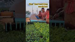 Two man tea harvasting machine  tea cutting machine sortvideo farming teaharvester [upl. by Olra474]