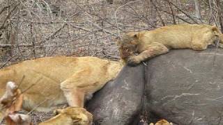 Londolozi  Lions Feeding on Rhino 2 [upl. by Lev]