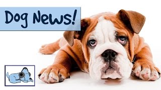 Latest DOG NEWS Featuring Kabang the Filipino Hero Dog Dog Puppies AND Cats [upl. by Lymn]