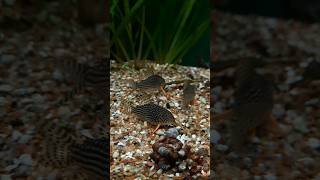 Itenez Sterbai Corydoras [upl. by Skees]