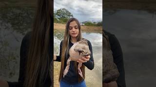 Quantos anos vive um sapo reels natureza sapocururu youtubeshorts [upl. by Nunciata]