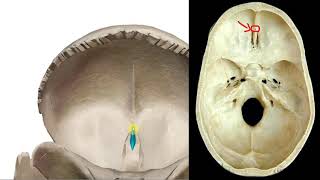 Frontal bone anatomy  تشريح العظم الجبهي [upl. by Nitneuq]