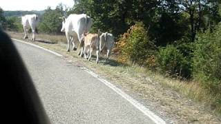 Chianina Cows on the move in Umbria Italy [upl. by Utas]