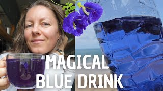 Unveiling The Health Benefits Of Thailands Miracle Butterfly Blue Pea Flower Clitoria Ternatea [upl. by Peyter202]