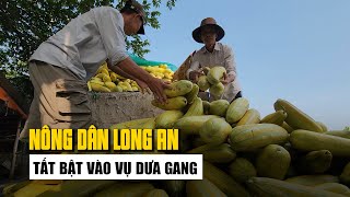 Tất bật vào vụ dưa gang nông dân Long An phấn khởi trúng mùa được giá [upl. by Atiekan]