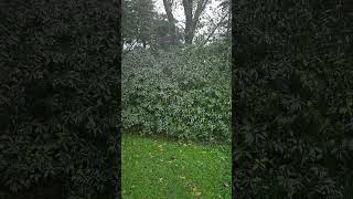 Forsythia in the Rain 3 nature naturelovers rain shrubs [upl. by Mcculloch]