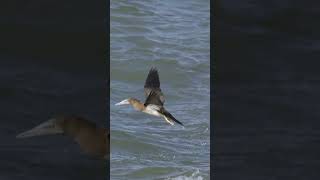 Gannet takeoff gannet australia queensland birds wildlife ​⁠nikonaustralia [upl. by Nallad]