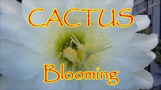 BLOOMING CACTUS Between Science and Legend of CactiFLOWERING AND BOTANICAL CURIOSITIES MY CACTUS [upl. by Llehcam]