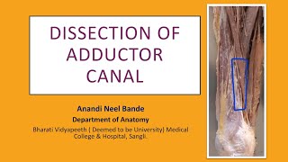 Adductor Canal  Subsartorial Canal  Hunters Canal  Anatomy  Dissection  Boundaries Contents [upl. by Iret948]