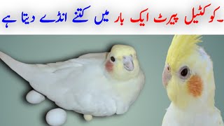 Cocktail parrot aik bar ma kitne ande dete hai  cocktail parrot ki egg ki average kya hoti hai [upl. by Hunley]