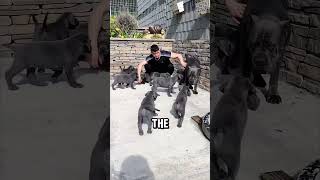 Cane Corso vs Which Rottweiler is better [upl. by Sterne]