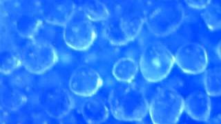 SmartMicroScope  TimeLapse of salt dissolving in water [upl. by Mahda875]