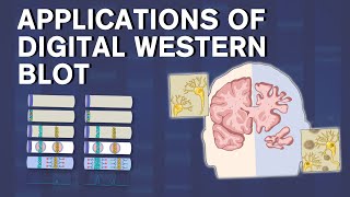 Revolutionizing Protein Analysis Digital Western Blot Applications amp Simple Western™ System [upl. by Sakiv]