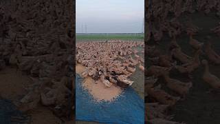 Campbell ducks eat rice amp wheat duck eat shortvideo shorts [upl. by Rowland]