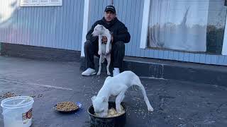 Dogo Argentino Dominante  Pinheiro Bull Kennel [upl. by Domenech]