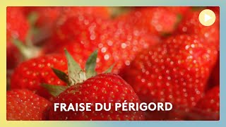 🍓 Fraise du Périgord  elle ravit les pupilles autant que les papilles 🍓 [upl. by Eirtemed]