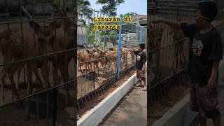 Fauna land echo park faunaland ecopark kebunbinatang fypシ゚ ytshorts lagisantaikawan [upl. by Debora]