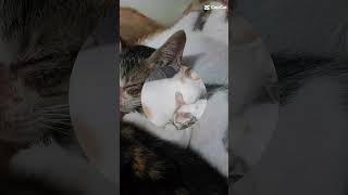 092624  Our Cats Diary Catslife tohelplessenstraycats 2 [upl. by Hildie]