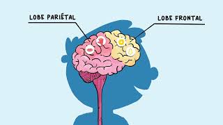 Comment fonctionne le cerveau [upl. by Coveney]