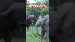 Elephant Sounds The Secret Language of Giants [upl. by Spears]