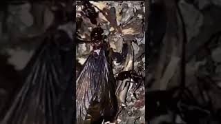 Termites vs trapjaw ants insects termites ants bug animals [upl. by Beckett]