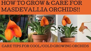 How to grow and care for masdevallia orchids [upl. by Falito667]