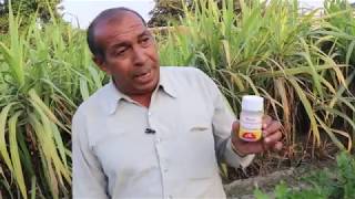 एक set से 20 गन्ना Rs100 all crop OWDCliquid Waste Decomposer DrKrishan Chandra [upl. by Paik]