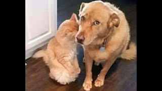 🐈 Упс Нас застукали 🐕 Видео смешных котов и собак для хорошего настроения 😻 [upl. by Sara-Ann]