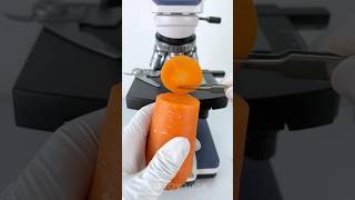 Carrot under the microscope 🔬amazing facts experiment [upl. by Ternan]