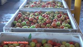 Lipman Family Farms Packing VineRipened Tomatoes in Florida [upl. by Anil884]