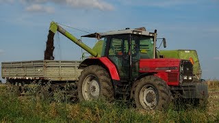 Żniwa 2017 ☆ Rzepak na pokos  Massey Ferguson 8130 amp Claas [upl. by Healion]