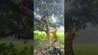 Tiger Attack a Boy in open Jungle 🐆 Vfx​ tiger​ wildlife​ videos​ viralvfx​ leopard​ 60 [upl. by Larret]