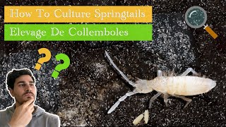 How to Culture Springtail  Elevage de Collemboles [upl. by Yaluz]