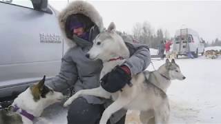 Sled dog Musher Documentary [upl. by Kimber475]