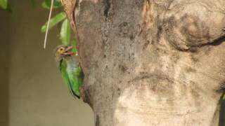 Brown  headed Barbet making nest [upl. by Larret]