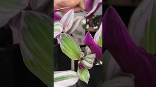 Tradescantia cutting propagation on soil indoorplantscare plantshorts propagation [upl. by Gert]