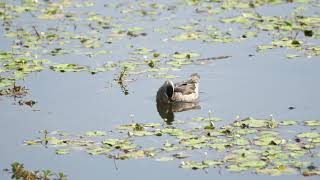 Cotton Pygmygoose 棉鴨  C0293 [upl. by Enelym]