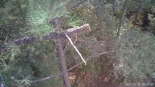 Part 2 of delimbing taking down trees [upl. by Oam]