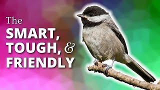 Chickadees  The Smart Tough amp Friendly [upl. by Einohtna891]