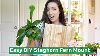 Easy DIY Staghorn Fern Mount  Tips and Tricks [upl. by Eugatnom195]