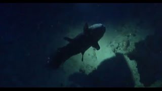 Facts The Coelacanth [upl. by Nitz424]