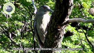 Garza Bruja Nycticorax nycticorax obscurus [upl. by Solakcin]