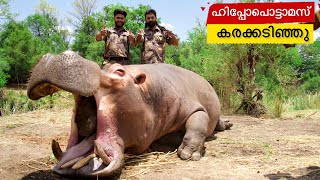 ഹിപ്പോപൊട്ടാമസ് കരക്കടിഞ്ഞു  Massive Hippopotamus huntingHippo huntingBest huntingAfrican Hippo [upl. by Aramac]