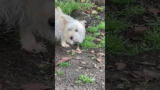 Coton de Tulear [upl. by Ledda]