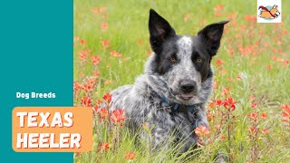 Texas Heeler All You Need To Know About This Loyal Herding Dog [upl. by Euv436]