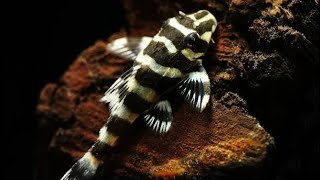 Top 10 Plecos That Stay Small [upl. by Fechter854]