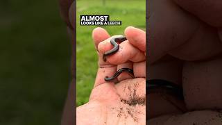 These Snakes Were In My Backyard snake herping reptiles animals texas snakes short shorts [upl. by Gniw]