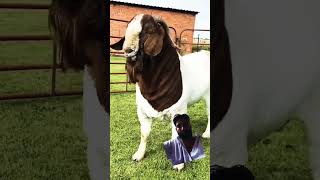 Biggest healthy goats goat boer farm beats music rap hiphop [upl. by Nangatrad908]